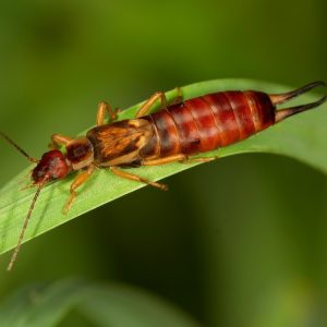 Earwigs